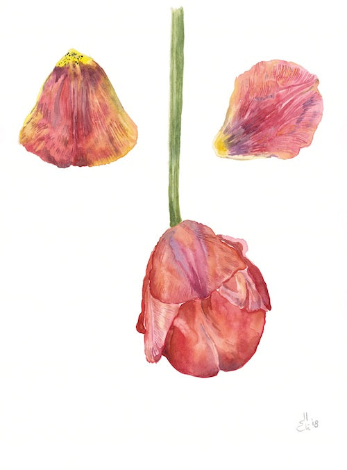 Tulip Print 2