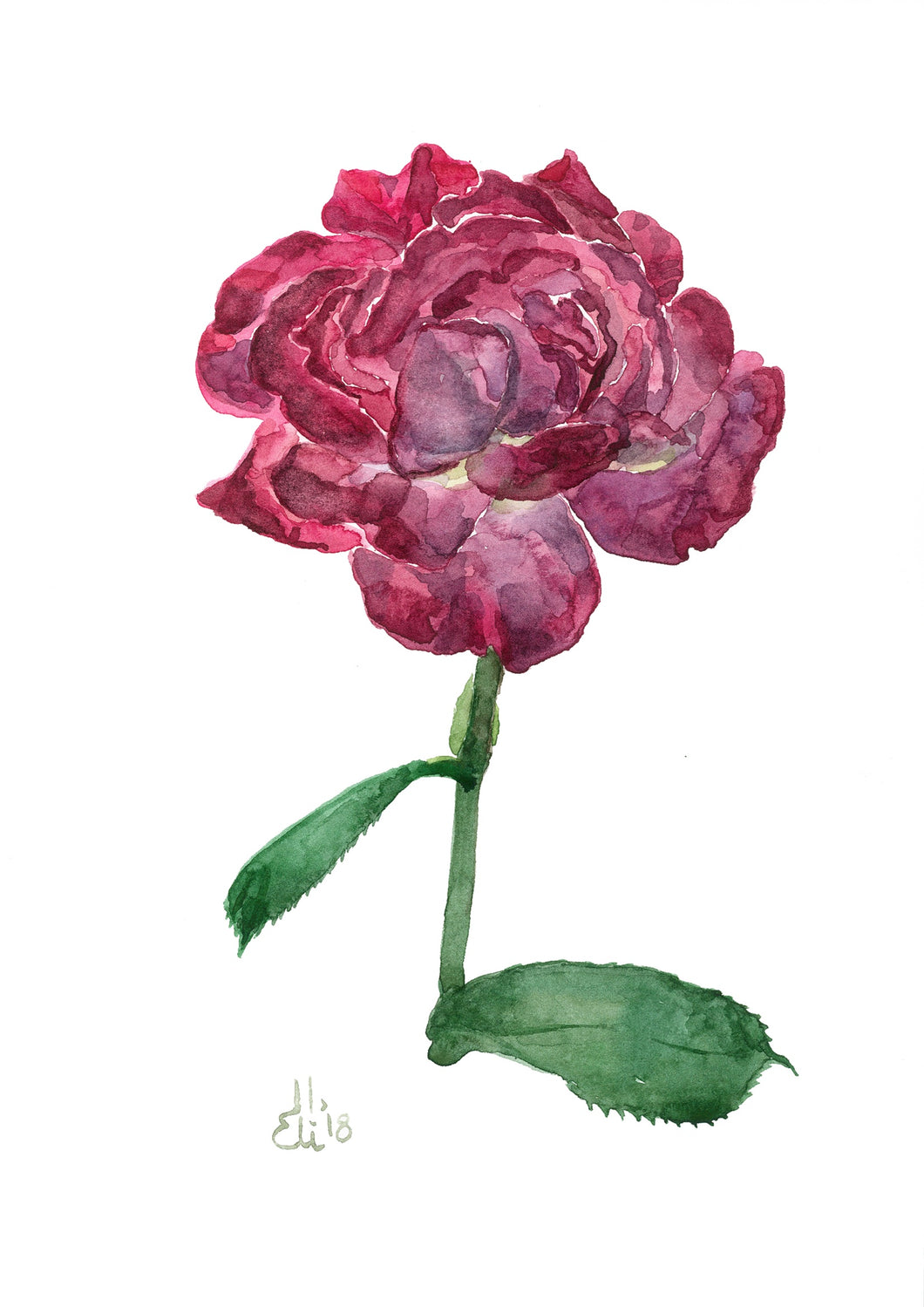 Rose Print 2