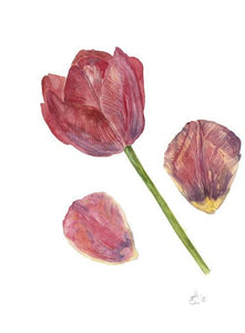 Tulip Print 1